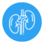 kidney
